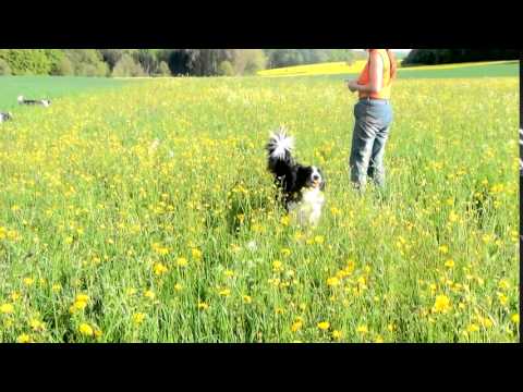 Doni Hundeflüsterin