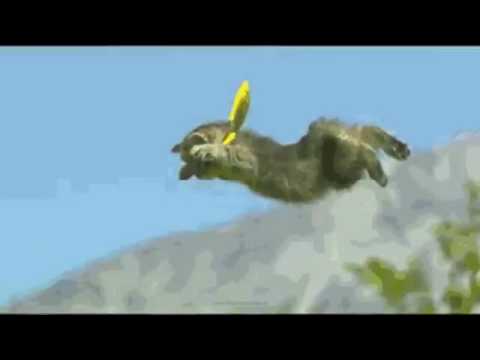 Funny cat on Gangam style.....