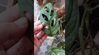 Download lagu Bunga Janda Bolong yang pernah VIRAL #shorts #videoshorts mp3