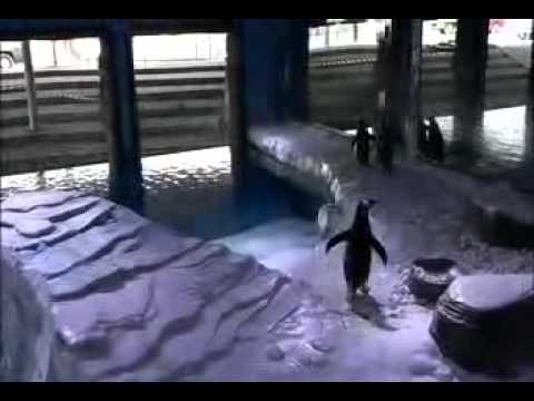 Penguin Bay