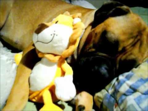 Raïssa La Bullmastiff, en el Momento en que Toda la Familia Está Feliz y Tranquila