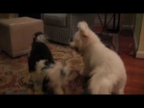 Miniature Sheepadoodle Rumble (Rated G)