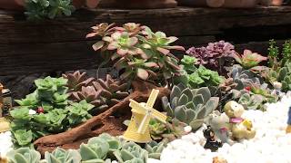 preview picture of video 'Succulent Arrangement 療癒系多肉植物造景 II'