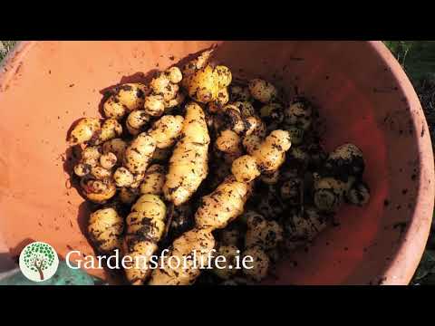 Oca massive harvest in NO DIG lasagne bed