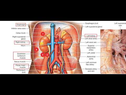 Kidneys relations