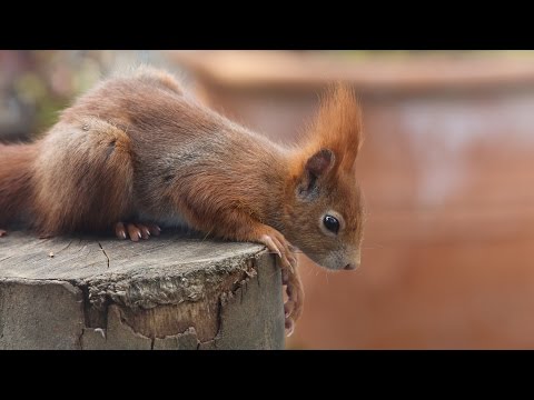 Verliebte Eichhörnchen (Teil 2) / Red squirrels in love (part 2) [HD]