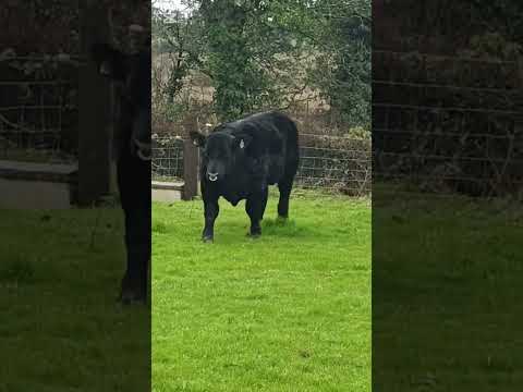 Lot 44 this Saturday Irish Angus elite sale - Image 2