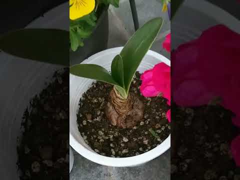 アマリリスの成長のための天然肥料 窒素 リン カリウム 開花延長