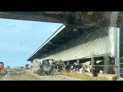 The TMR mixer is gone! Feeding cows one scoop at a time!