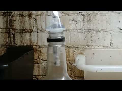 Not Cleaning Up Causes Fruit Flies in Asbury Park, NJ