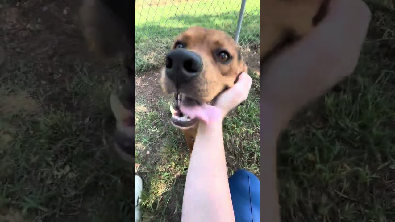 Enlarge Saul, a Adoptable mixed breed in Princeton, MA video 6/6