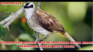 Download lagu SUARA PIKAT BURUNG TRUCUK/TRUCUKAN BETINA BIRAHI MEMANGGIL JANTAN MINTA KAWIN mp3