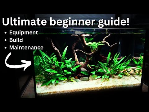 How to Setup and Maintain Freshwater Tank? FULL Beginner guide to Healthy Aquarium!