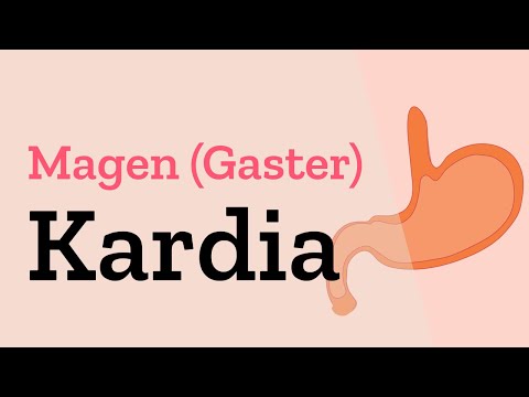 Kardia des Magens histologisch untersuchen - Besonderheiten der Kardia im Übergangspräparat