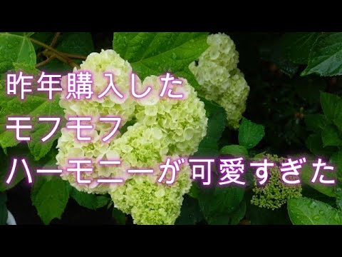園芸 カシワアジサイ