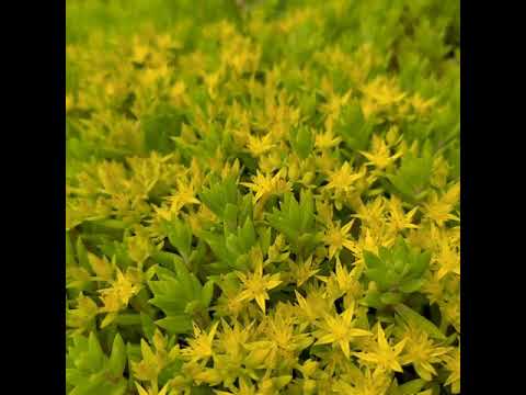 熱いマンネングサ 植物