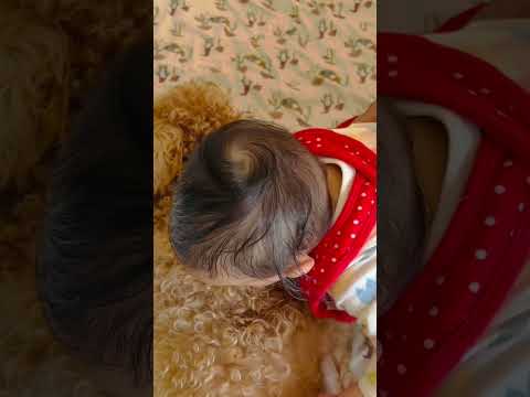 Aira trying to eat Simba 😂 (funny). #babygirl #toypoodle