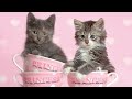 Cute Cat Funny Video Playing Funny Cat Whatsapp Status Cool Cute Whatsapp Status