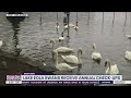 Lake Eola Swans Receive Annual Check Ups