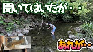 沖縄と東京で川ガサガサ対決した結果/楽しい魚とり【熱帯魚飼育/アクアリウム】