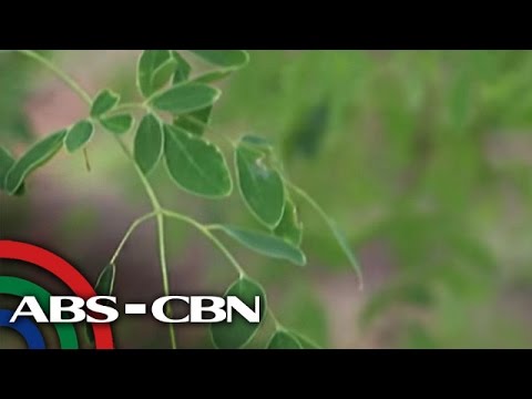 Ang ilang mga teas ay maaaring gamitin para sa pagbaba ng timbang Tulad ng mga bituin pumayat