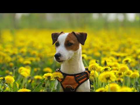 dog song video 2022 #dogs