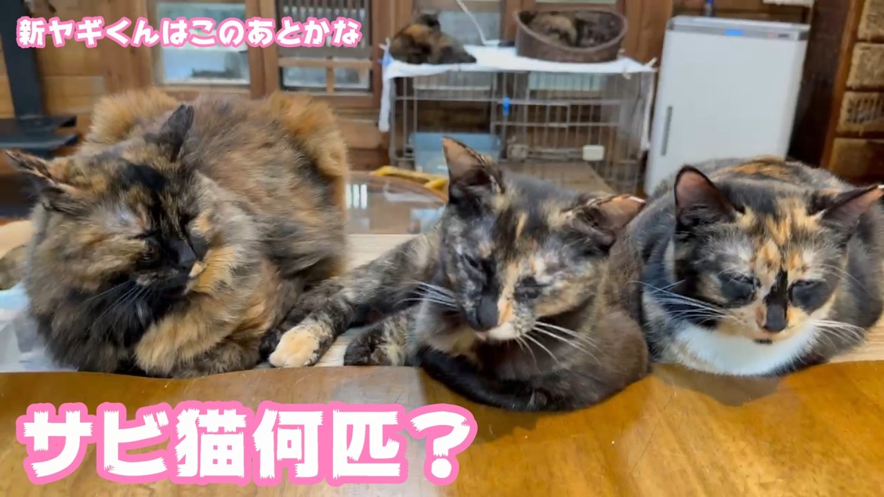 サビ猫何匹ニャン？  新ヤギくんはこの後お迎えです 今夜公開できるかな  2026 04 05 2