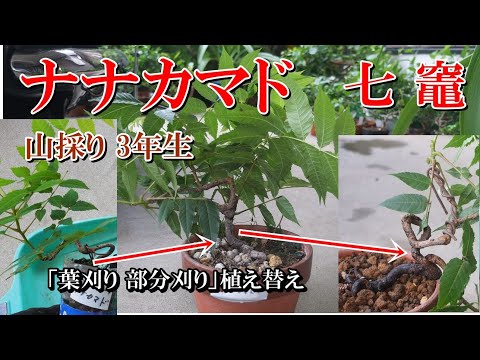 モラヴィアのナナカマド 植物