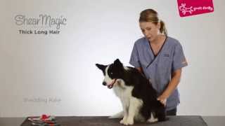Yours Droolly - Grooming a thick and long hair dog with Shear Magic grooming tools