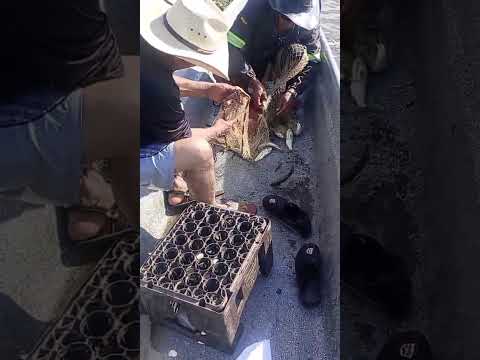domingo 4 de enero subienda de pescado en puerto Berrio Antioquia Río Magdalena
