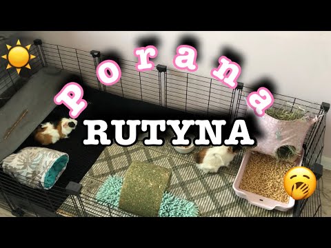 Porana ruty z świnkami
