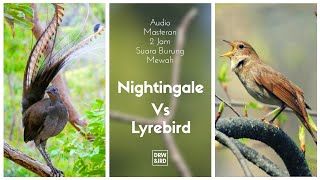 Download lagu Masteran Kombinasi Nightingale VS Lyrebird SUARA BURUNG MEWAH! mp3