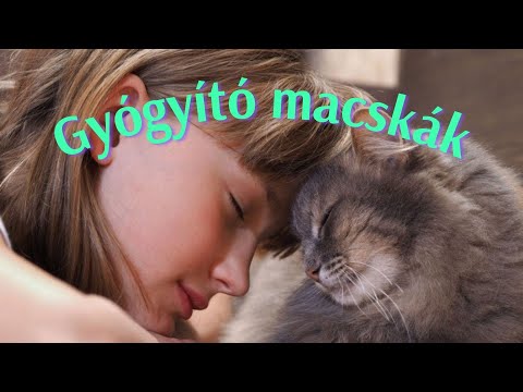 Gyógyító macskák   🐈  🐈  🐈   a mindennapok segítői