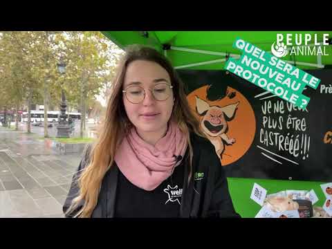 Porcelets : l’arrêt de la castration est-il possible ?