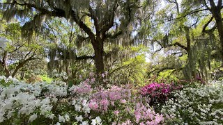 Our visit to Airlie Gardens to see the azaleas in full bloom. 
