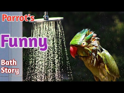Drôle de perroquets prenant un bain| beau perroquet mâle en colère et sa femelle