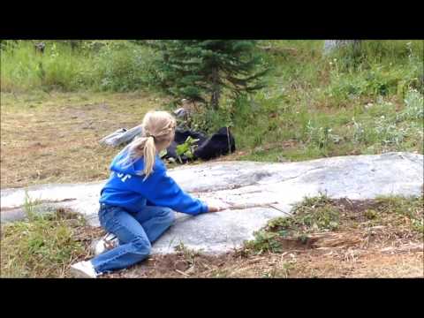 2014 - How to feed a Gray Jay