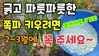 굵고 파릇파릇한 쪽파 키우려면 알아야할 3가지 2~3월에 꼭 "이것" 주세요 쪽파가 30배까지 늘어나고 알이…