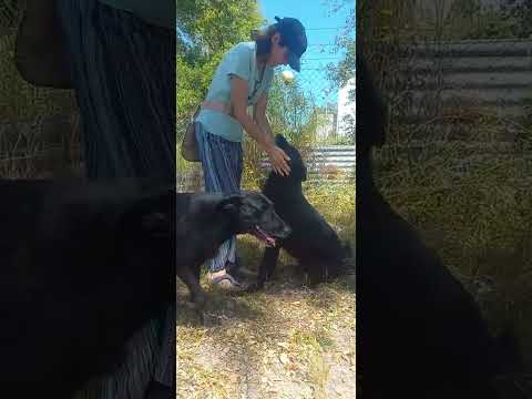 Lucky Dogs Montemor