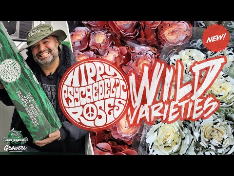 JFTV: Jet Fresh Flower Growers' #HippyPsychedelicRoses New Wild Varieties with Fern