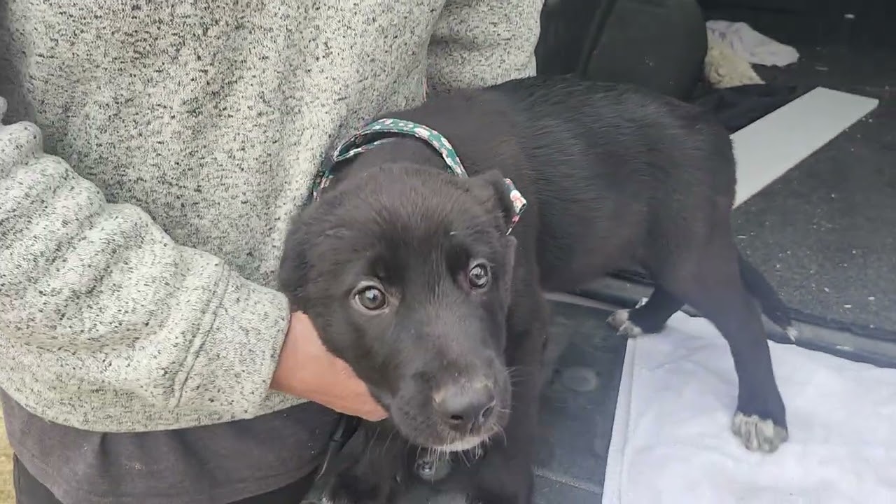 Enlarge Kenai, an adopted Black Labrador Retriever in Bandera, TX video 1/4