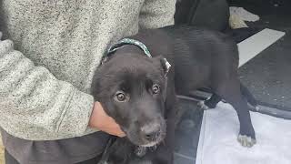 Video preview image #1 Labrador Retriever-Unknown Mix Puppy For Sale in Bandera, TX, USA
