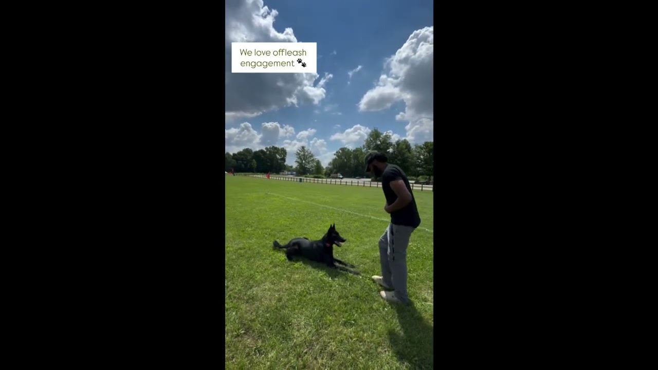 YouTube thumbnail for Indy Dog Training: Nitro on the Field from BNSP 317