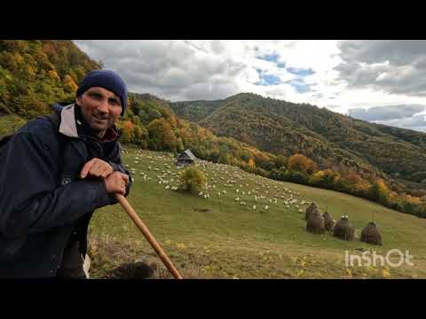 The sheep of Baciului Avacum from Ilva Mica. Shepherding the sheep in autumn