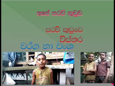 sadew  wit  kashya paravi video