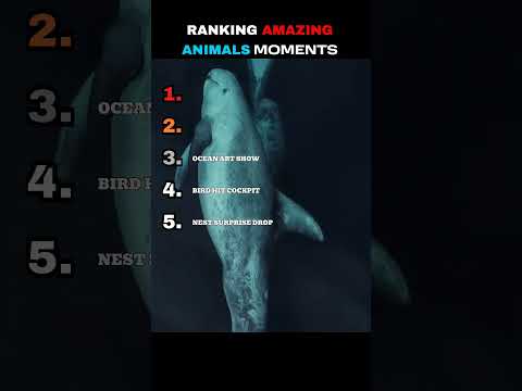Top 5 Amazing Animal Moments #ranking #shorts #animals #wildlife #nature
