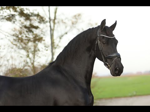 Stal Okkema's Aukje - Gerben x Sape - Mare - 2016 - 1.66m