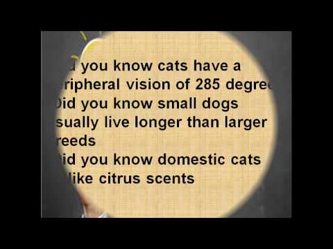 Did you knowdomestic cats dislike citrus scents  1