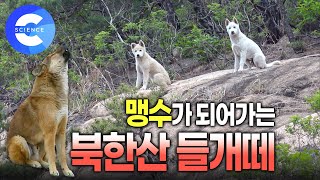 북한산에 나타난 들개떼 ???? | 들개의 야생 본능 | 귀여운 새끼 들개 | 들개 포획 | 유기견 | 들개 잔혹사