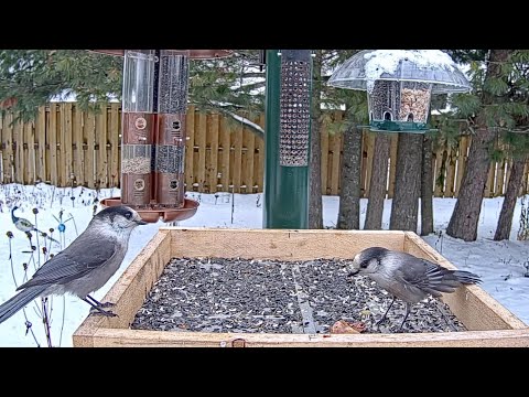 First Canada Jays Of The Season Drop In for A Snack At The Ontario Feeders | Nov. 12, 2025